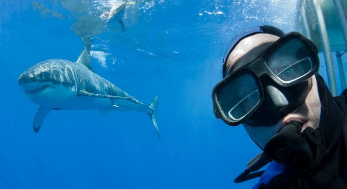 Top 10 Places In The World To Swim With Sharks This Is Italy