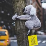 koalas-nyc