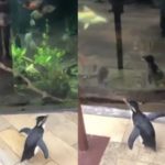 Penguinsaquarium