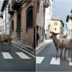 Deer-Abruzzo