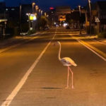 flamingo-street-sardinia-italy-lockdown