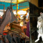 wuhan-wet-market