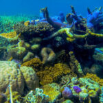 Great Barrier Reef